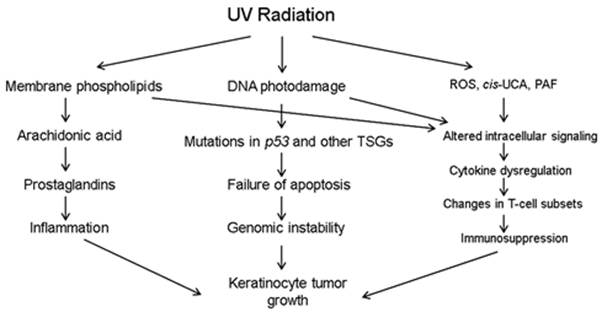 actinic keratoses