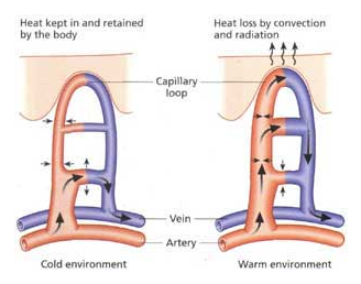 Chilblains