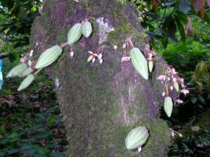 pianta del cacao