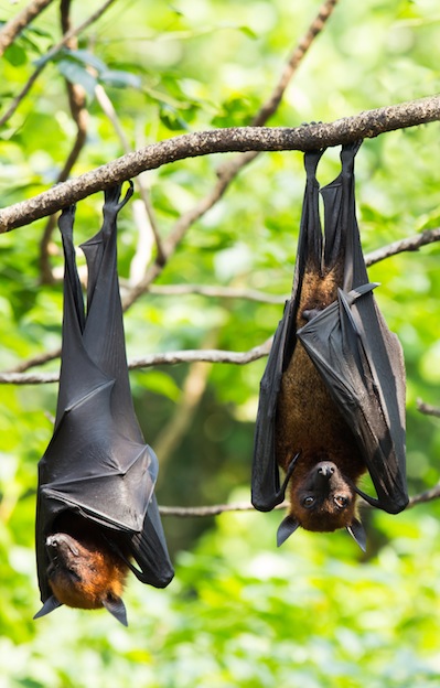 Image of fruit bats