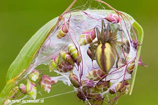 Cheiracanthium punctorium