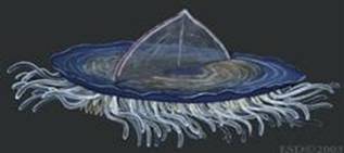 VelellaVelella