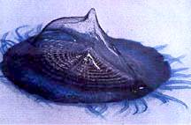 VelellaVelella