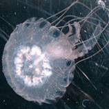 Pelagia noctiluca