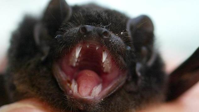 Pipistrello vampiro Pipistrello vampiro