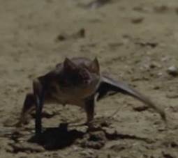 Pipistrello vampiro Pipistrello vampiro