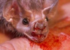 Pipistrello vampiro Pipistrello vampiro