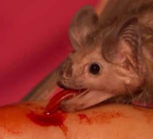 Pipistrello vampiro Pipistrello vampiro