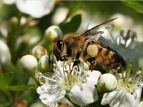 Ape mellifera Ape mellifera
