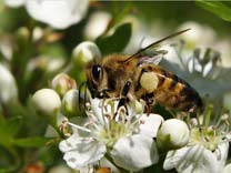 Ape mellifera