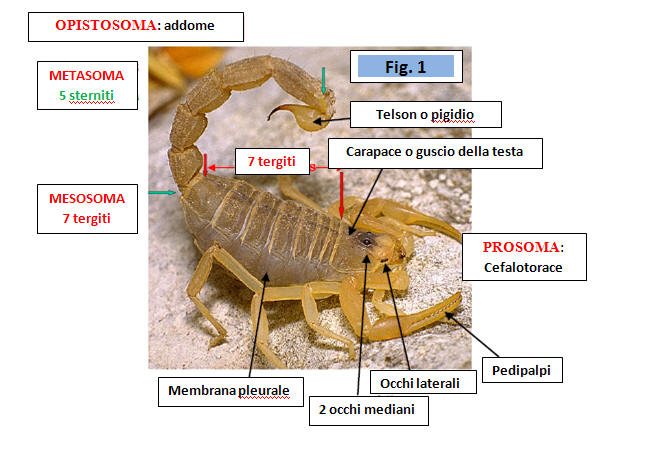 Scorpione