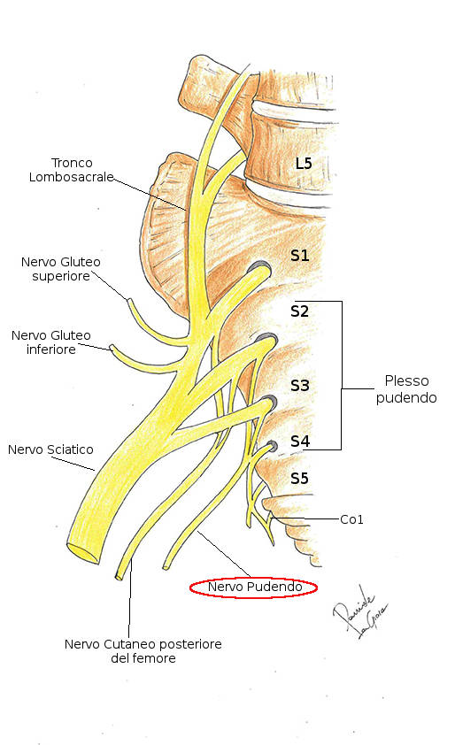 nervo pudendo