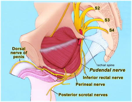 nervo pudendo