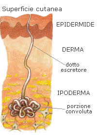 Eruptive syringoma Eruptive syringoma