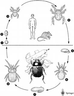 Ciclo vitale trobicula