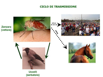 Ciclo di trasmissione virus Virus Nilo occidentale