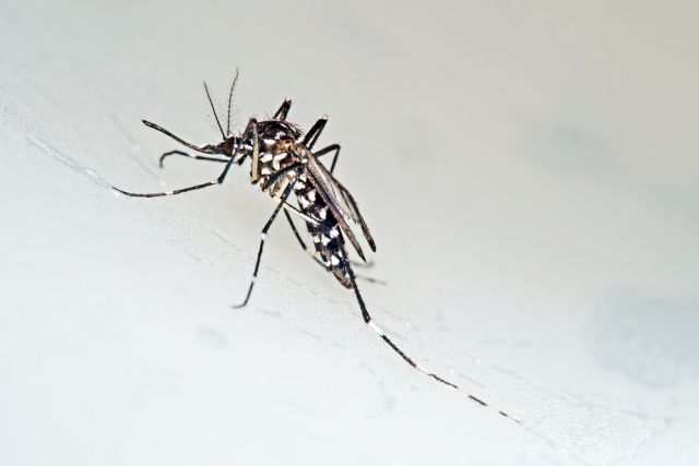Zika virus Zika virus
