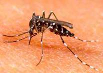 Aedes Aegypti