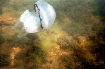 Rhizostoma pulmo