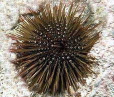 Sea urchins