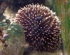 Sea urchins