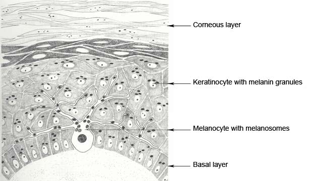 epidermal melanin uni