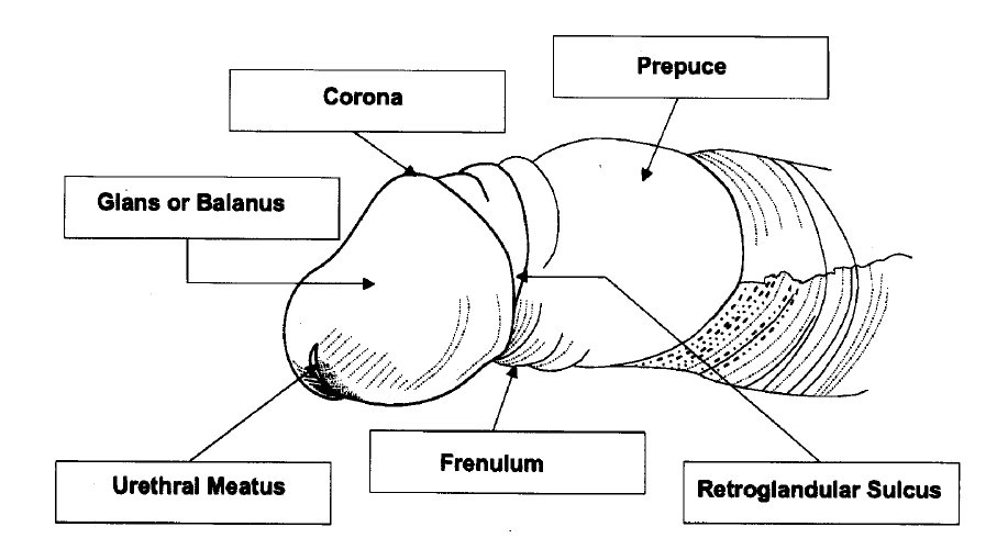 Sulcus Of Glans Penis