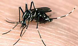 moustiques du genre Aedes