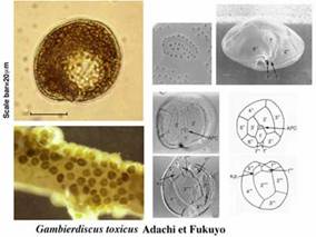 gambierdiscus toxicus gambierdiscus toxicus