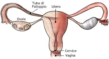 Apparato genitale femminile