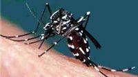 aedes aegypti