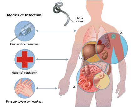 Ebola Transmission