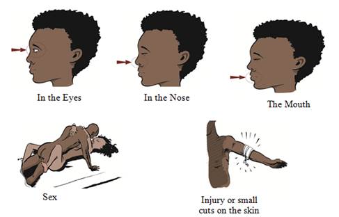 Ebola Transmission