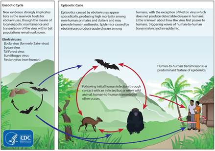 Ebola trasmission