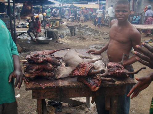 People eating fruit bats