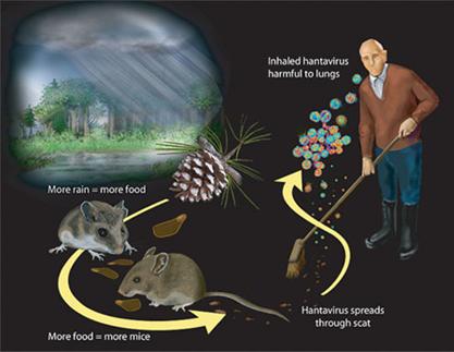 Metodo di trasmissione di Hantavirus