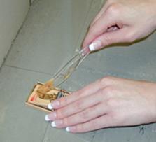 Prevenzione hantavirus Prevenzione hantavirus