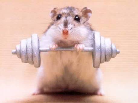 Prevenzione hantavirus Prevenzione hantavirus