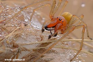 Cheiracanthium punctorium