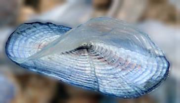 VelellaVelella