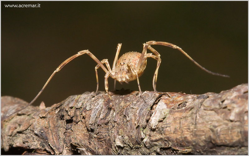 Harvestmen