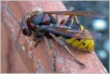 Vespa crabro