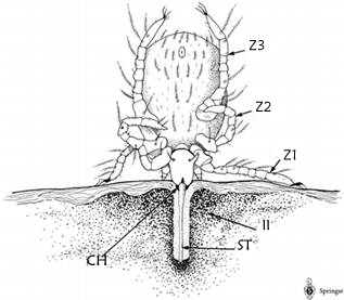 Disegno trombicula