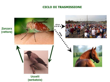 Virus Nilo occidentale