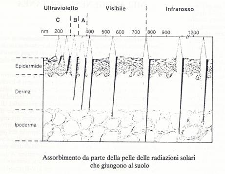 Fotobiologia cutanea