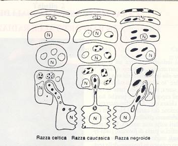 Razze umane